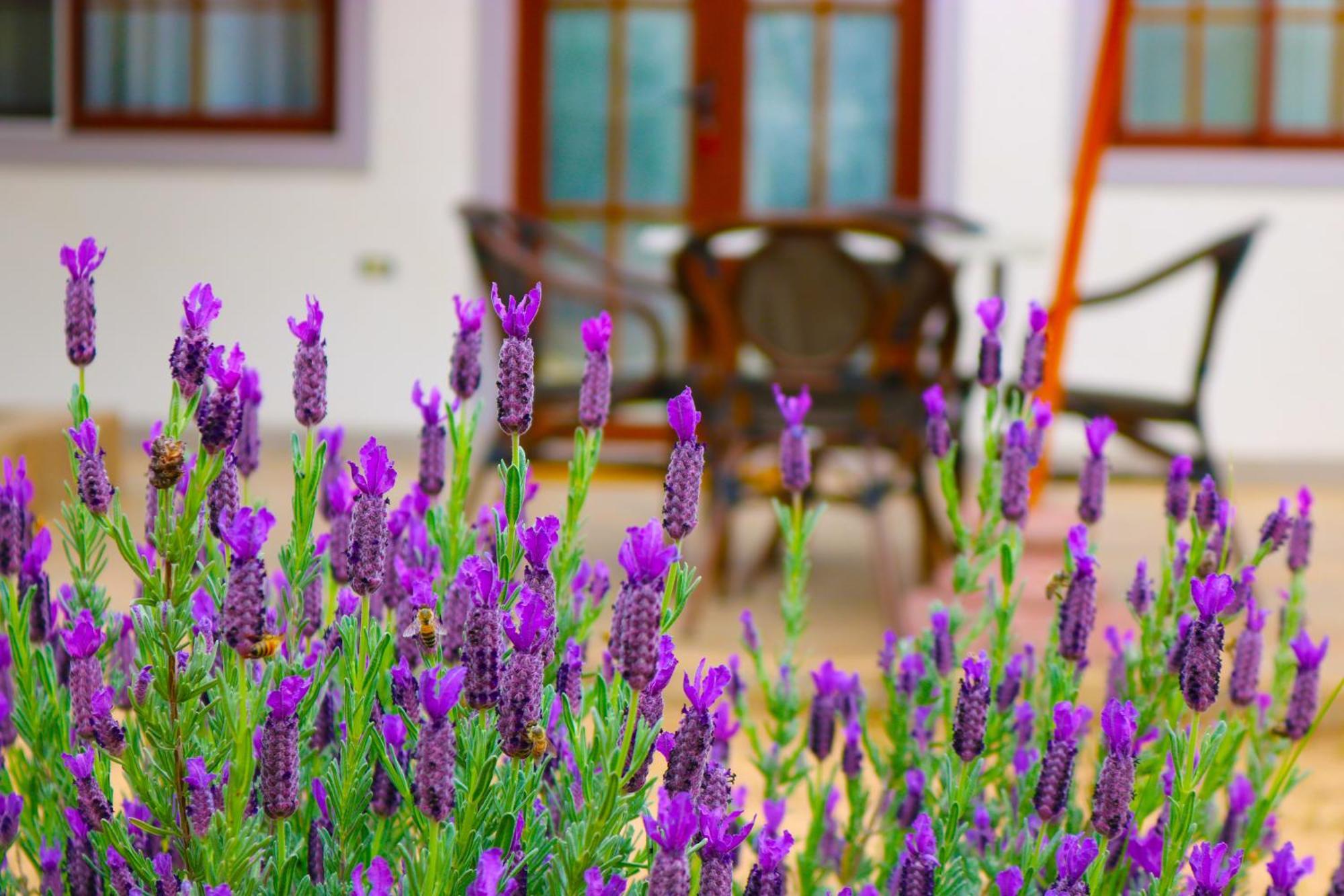 Hotel Boutique Solaz Bella Vista De Colchagua 圣克鲁兹 外观 照片